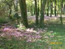 Nom du fichier=cyclamens_1353.JPG
Taille du fichier=82Ko
Dimensions : 449x337
Ajouté le : 20 Septembre 2008 cyclamens_1353.JPG