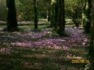 Nom du fichier=cyclamens_1355.JPG
Taille du fichier=63Ko
Dimensions : 441x330
Ajouté le : 20 Septembre 2008 cyclamens_1355.JPG