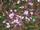 Nom du fichier=cyclamens_1357.JPG
Taille du fichier=64Ko
Dimensions : 436x327
Ajouté le : 20 Septembre 2008 cyclamens_1357.JPG