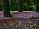 Nom du fichier=cyclamens_1360.JPG
Taille du fichier=65Ko
Dimensions : 451x339
Ajouté le : 20 Septembre 2008 cyclamens_1360.JPG