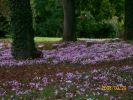 cyclamens_1360.JPG