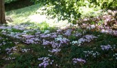 Nom du fichier=cyclamens_423.JPG
Taille du fichier=132Ko
Dimensions : 699x407
Ajouté le : 16 Septembre 2012 cyclamens_423.JPG