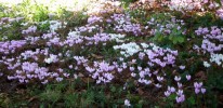 Nom du fichier=cyclamens_427.JPG
Taille du fichier=108Ko
Dimensions : 699x339
Ajouté le : 16 Septembre 2012 cyclamens_427.JPG