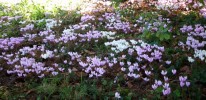 cyclamens_427.JPG