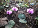 Nom du fichier=cyclamens_coum_035.JPG
Taille du fichier=196Ko
Dimensions : 699x524
Ajouté le : 02 Mars 2010 cyclamens_coum_035.JPG