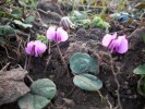 cyclamens_coum_035.JPG