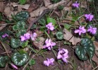 cyclamens_coum_544.JPG