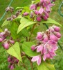 deutzia_strawberry_fields_I3675.JPG