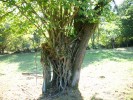 Nom du fichier=deux_arbres_en_1.JPG
Taille du fichier=160Ko
Dimensions : 700x525
Ajouté le : 03 Octobre 2011 deux_arbres_en_1.JPG