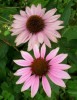 echinacea_I0654.JPG