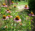 echinacea_purpurea_I3813.JPG