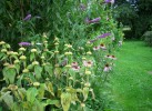 echinaceas_phlomis_29.JPG