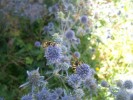 echinops_guêpes_3291.JPG