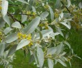 eleagnus_angustifolia_I3563.JPG