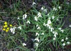 Nom du fichier=eranthes___perce-neige_035.JPG
Taille du fichier=226Ko
Dimensions : 699x496
Ajouté le : 28 Février 2010 eranthes___perce-neige_035.JPG