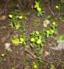 eranthis_hyemalis_64.JPG