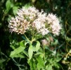 eupatoires_chanvgrines_3148.JPG