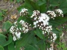 eupatorium_rugosum_chocolate_I0051.JPG