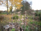 feuilles_phlomis_08.JPG