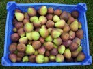 figues_27.JPG