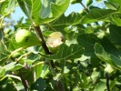 figues_I0044.JPG