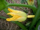 Nom du fichier=fleur_courgette_2647.JPG
Taille du fichier=132Ko
Dimensions : 842x631
Ajouté le : 23 Juin 2009 fleur_courgette_2647.JPG