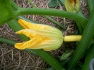 fleur_courgette_2647.JPG