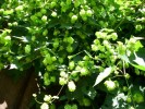 fleurs_houblon_DSCI0004.JPG