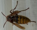 Nom du fichier=frelon_vespa_crabo_84.JPG
Taille du fichier=123Ko
Dimensions : 699x554
Ajouté le : 13 Mai 2011 frelon_vespa_crabo_84.JPG