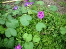 frisée_volubilis_I0709.JPG