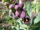 fritillaria_persica_378.JPG