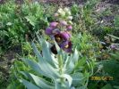 Nom du fichier=fritillaria_persica_393.JPG
Taille du fichier=66Ko
Dimensions : 417x312
Ajouté le : 24 Juin 2008 fritillaria_persica_393.JPG