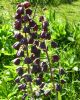 Nom du fichier=fritillaria_persica_I4194.JPG
Taille du fichier=236Ko
Dimensions : 564x700
Ajouté le : 11 Avril 2017 fritillaria_persica_I4194.JPG