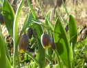 fritillaria_uva_vulpis_09.JPG