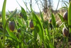 fritillaria_uva_vulpis_10.JPG