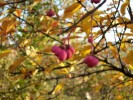 fusain_I0158.JPG