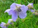 geranium_I0405.JPG