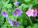 geranium_magnificum_I3671.JPG