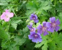 Nom du fichier=geranium_vivace_808.JPG
Taille du fichier=155Ko
Dimensions : 700x556
Ajouté le : 19 Juin 2013 geranium_vivace_808.JPG