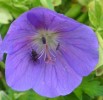 geranium_vivace_et__199.JPG