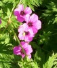 geraniums_I0522.JPG