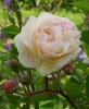 Nom du fichier=ghislaine_de_féligonde_161.JPG
Taille du fichier=128Ko
Dimensions : 579x700
Ajouté le : 18 Mai 2011 ghislaine_de_féligonde_161.JPG