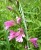 gladiolus_italicus_I3669.JPG