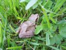 Nom du fichier=grenouille_agile_2160.JPG
Taille du fichier=93Ko
Dimensions : 531x398
Ajouté le : 02 Mai 2009 grenouille_agile_2160.JPG