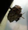 guêpes_polistes_13.JPG
