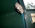 guêpes_polistes_18.JPG