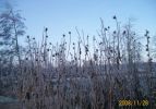 helianthis_givrés_1540.JPG