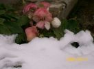 Nom du fichier=hellébore_dans_la_neige_1621.JPG
Taille du fichier=65Ko
Dimensions : 471x342
Ajouté le : 17 Décembre 2008 hellébore_dans_la_neige_1621.JPG