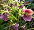 hellebore_DSCI3036.JPG