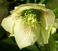 hellebore_DSCI3037.JPG